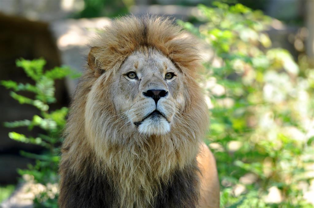 CK Turancar, autobusový poznávací zájazd, Legoland a ZOO Hellabrunn, zoologická záhrada