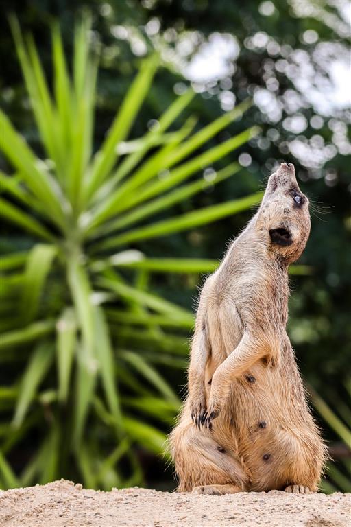CK Turancar, autobusový poznávací zájazd, Safari park Dvor Králové a pravé české peklo, Safari park