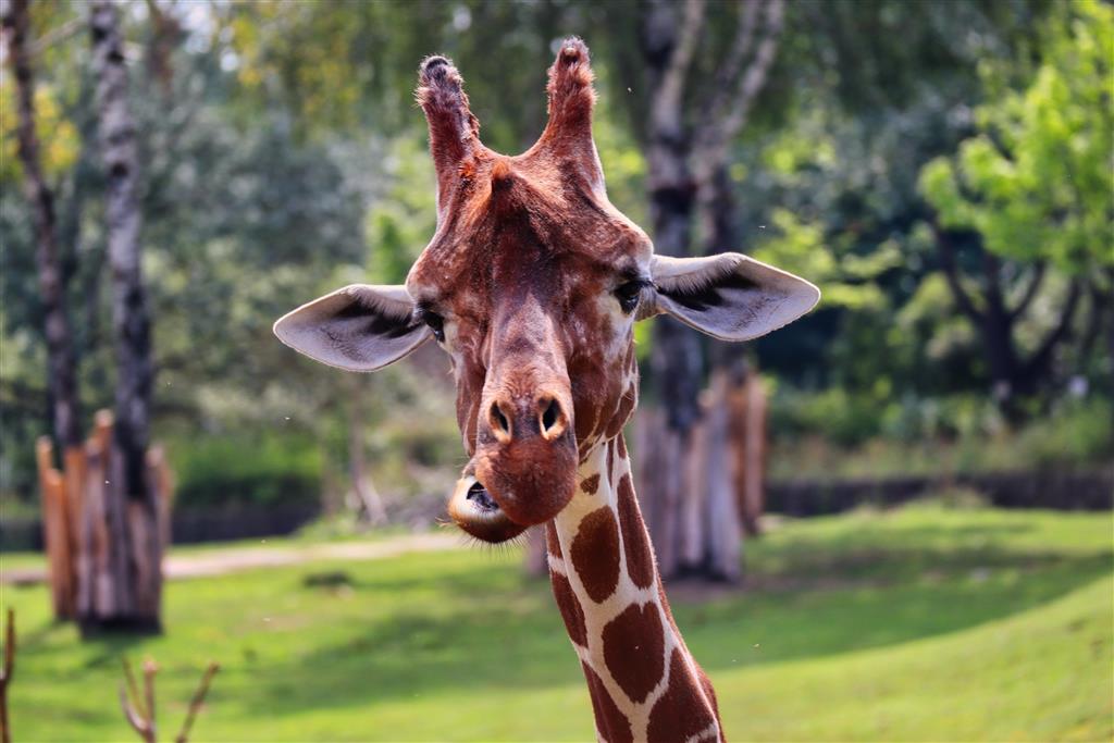 CK Turancar, autobusový poznávací zájazd, Safari park Dvor Králové a pravé české peklo, Safari park
