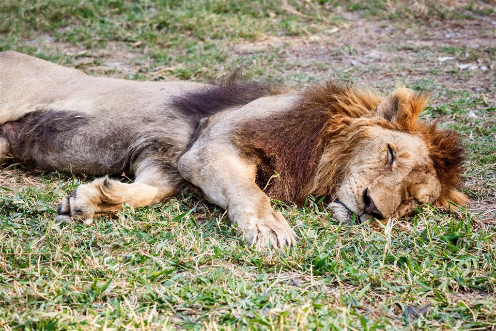 CK Turancar, autobusový poznávací zájazd, Safari park Dvor Králové a pravé české peklo
