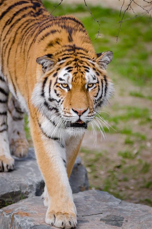Poznávacie zájazdy CK Turancar autobusom, Poľsko, ZOO Wroclaw a zábavný park Zatorland, ZOO, Tiger